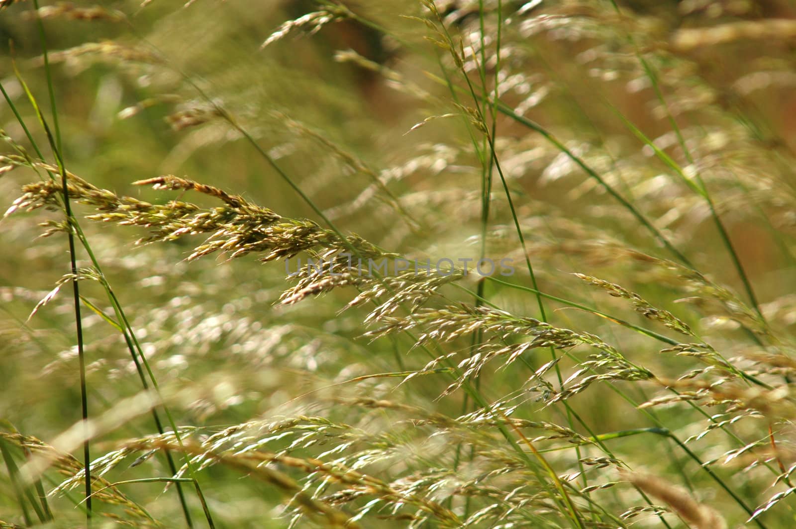 Tall grass blowing in the breeze in a summer meadow