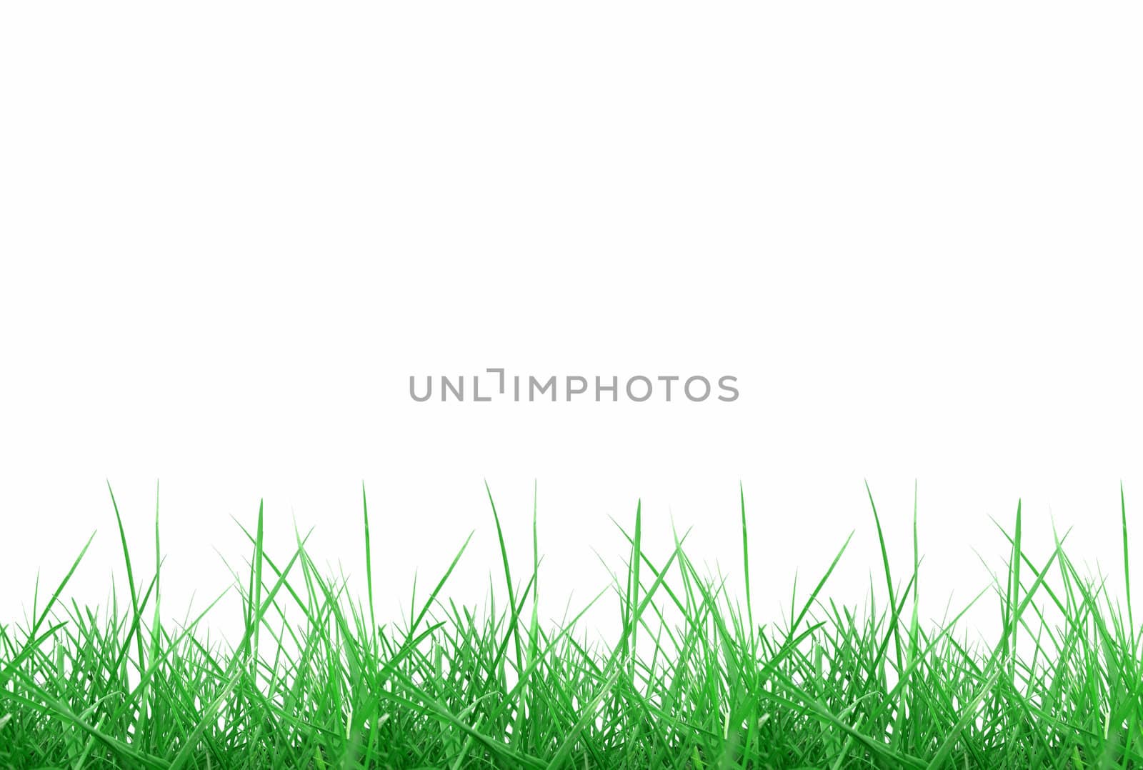 Green meadow grass over white background with copy space