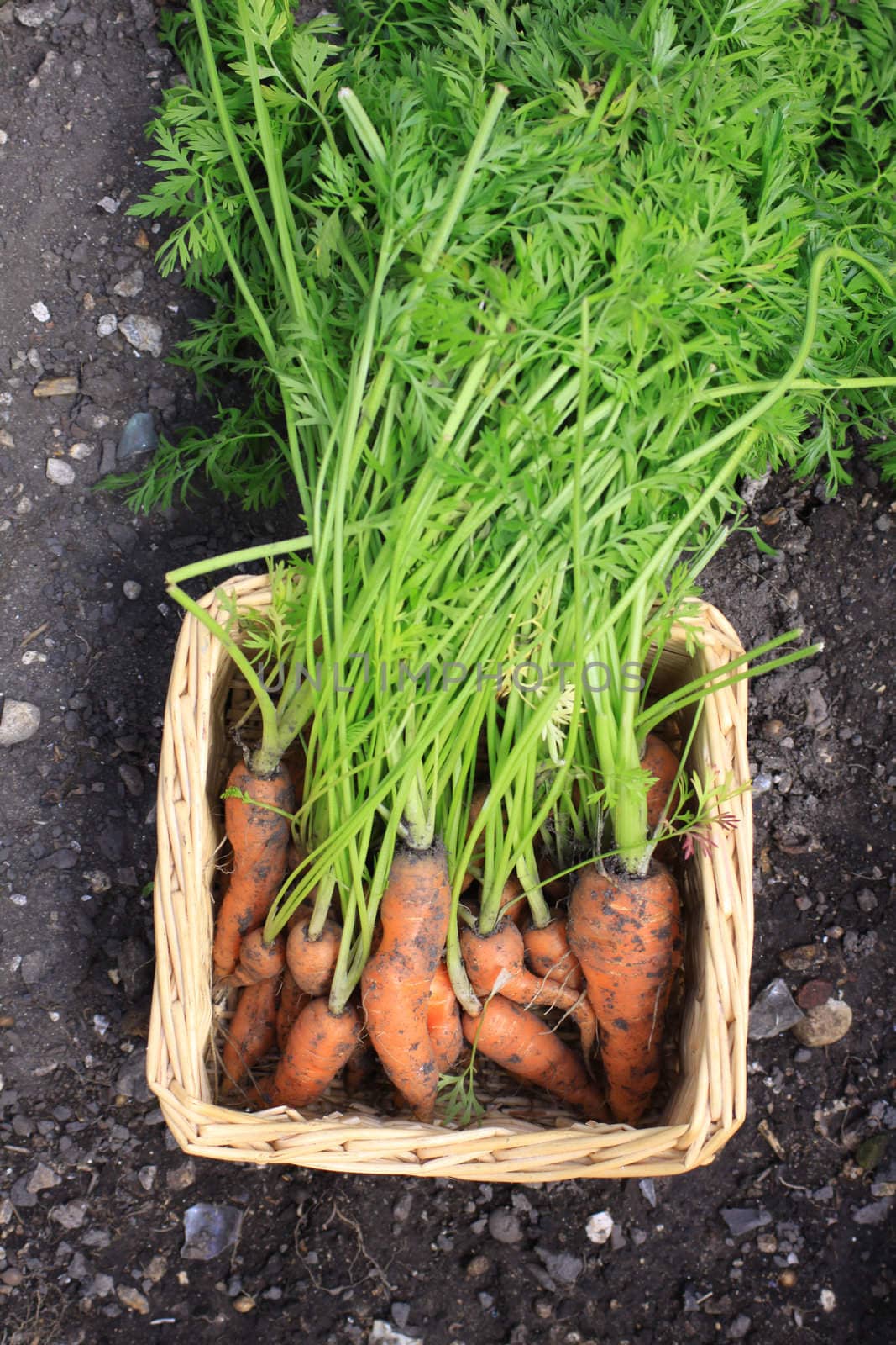 Freshly harvested organically grown carrots. Crop with leaves and stalks still on set in a wicker type basket shot from above on a soil background.