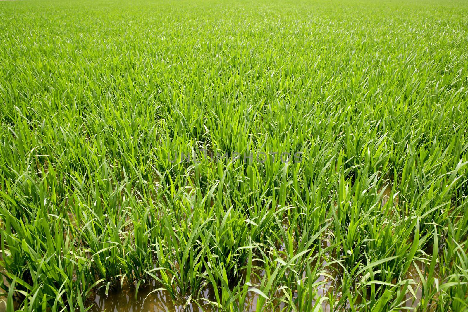 Green rice plants in irrigation spring fields by lunamarina