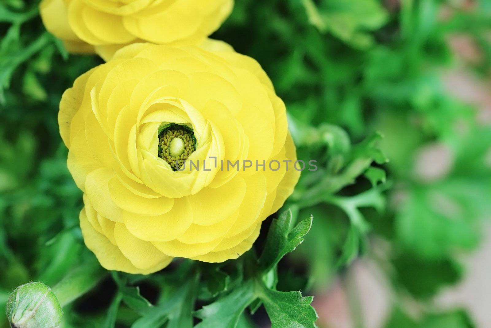 Beautiful yellow Ranunculus with extreme shallow DOF..