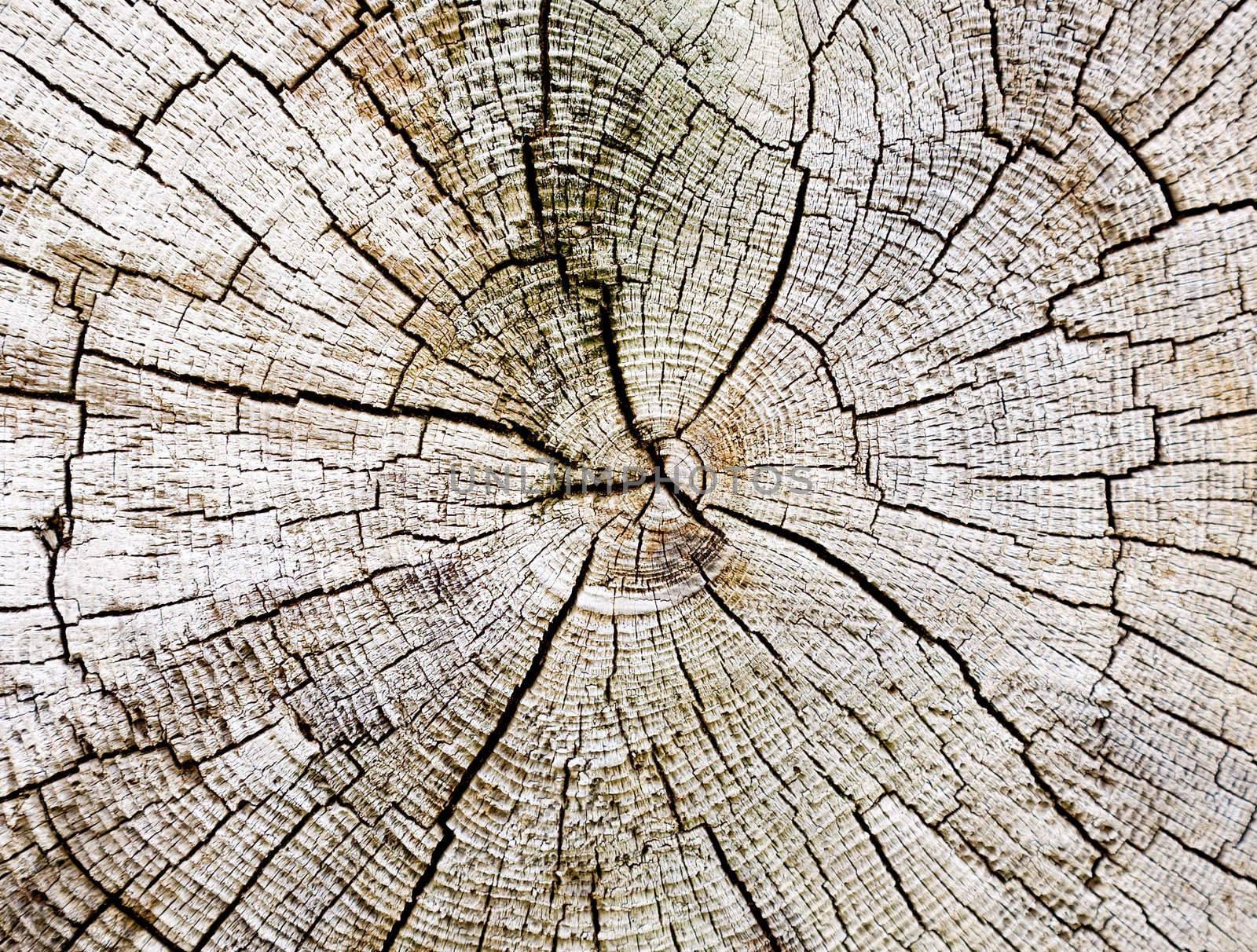 Cut of a trunk of an old rotten tree background