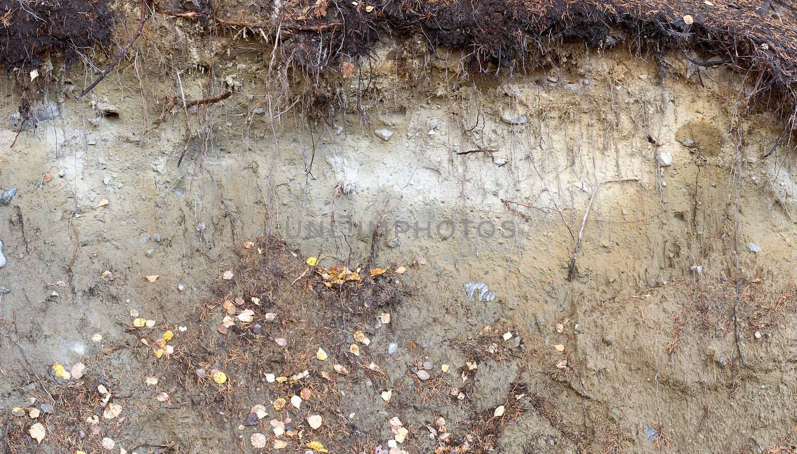 Earthen grunge wall in autumnal forest with leafs