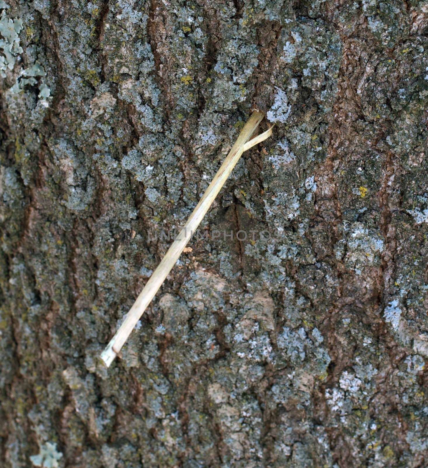 Incredible picture of a piece of straw driven into an Oak tree by a tornado.