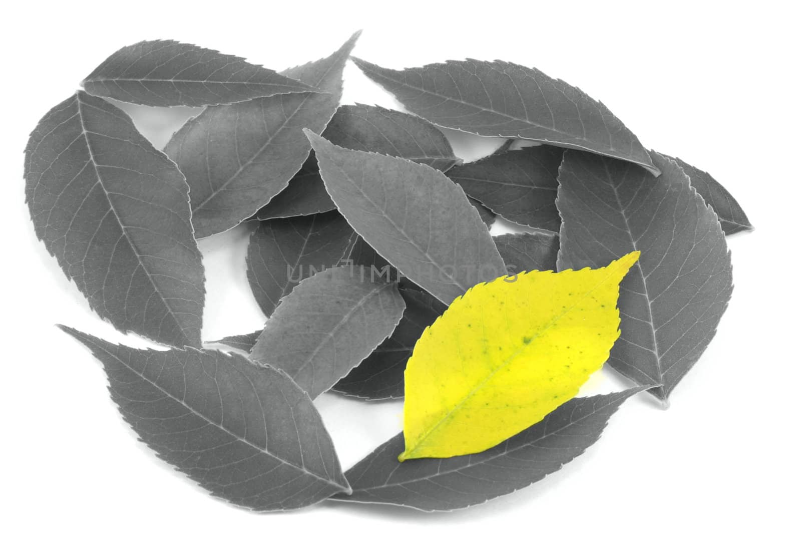 A single yellow leaf sits among several black & white leaves representing unuqueness.