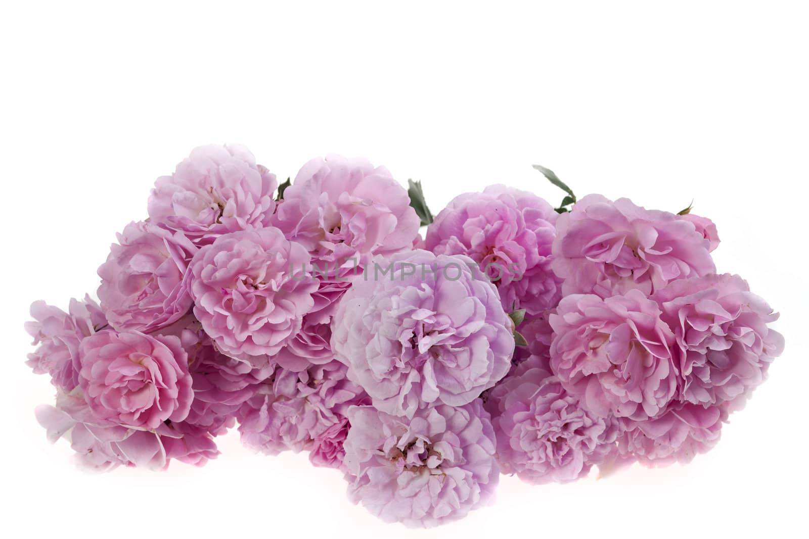 pink roses isolated on a white background