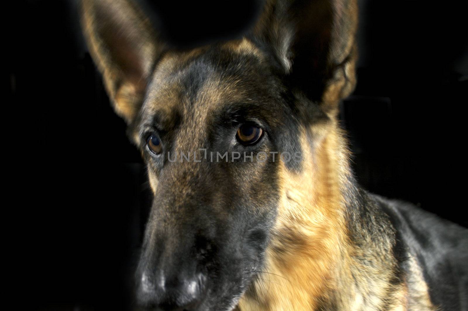 A closeup of a German Shepherd's face on a black backgound