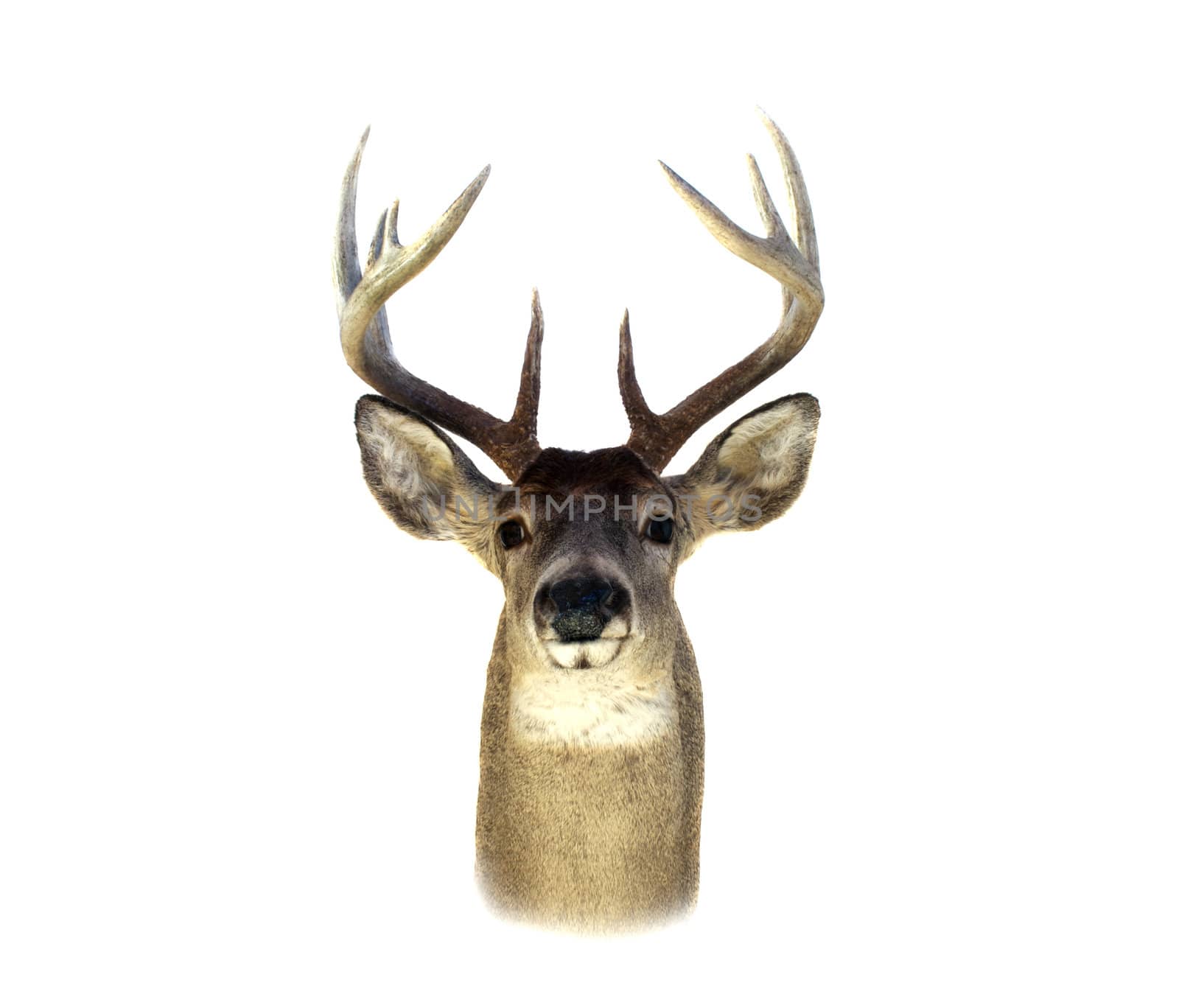 An isolation of a mounted Whitetailed deer head