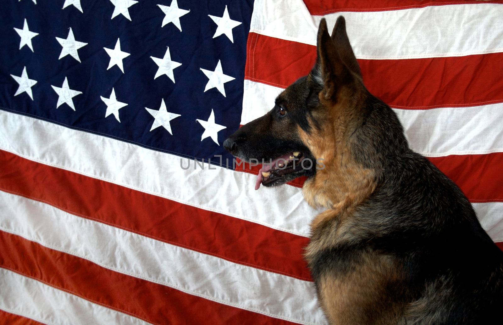 German Shepherd on a 48 star WWII era Flag Backdrop