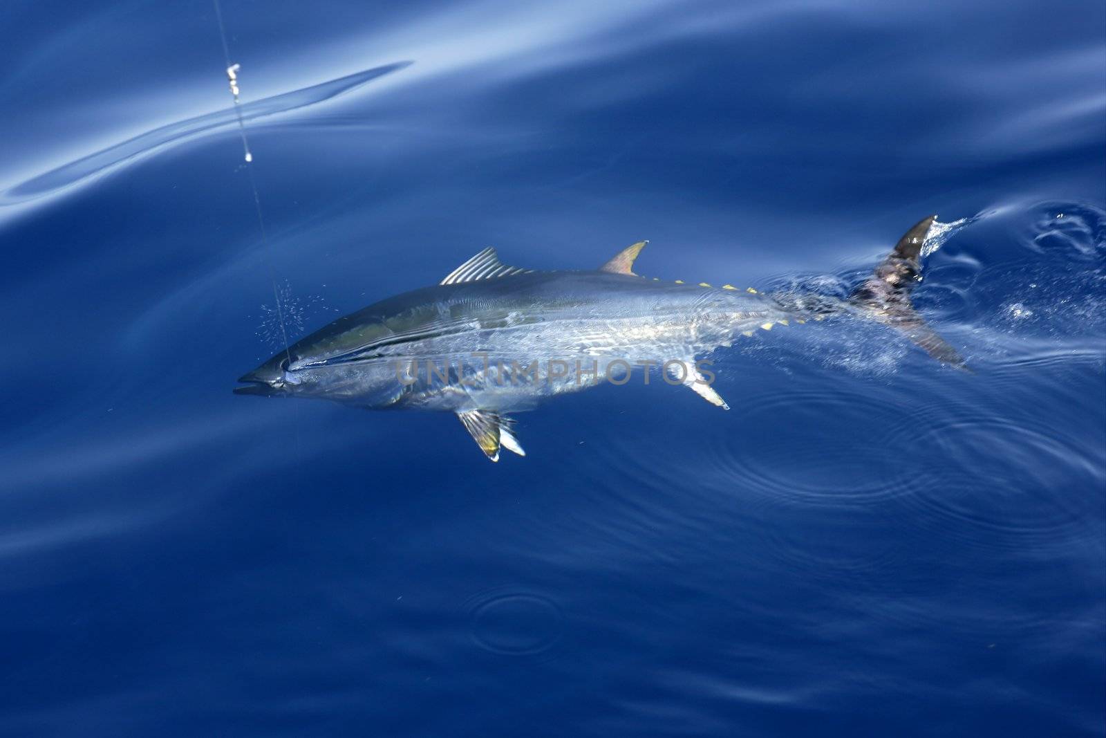 Blue fin tuna Mediterranean fishing and release by lunamarina
