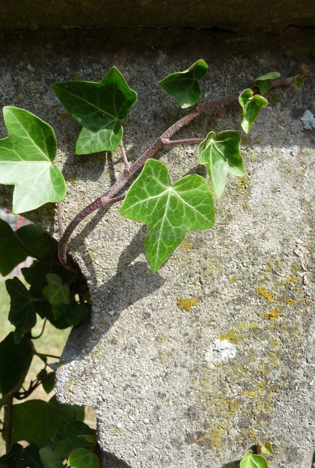 Ivy growing on some concrete.