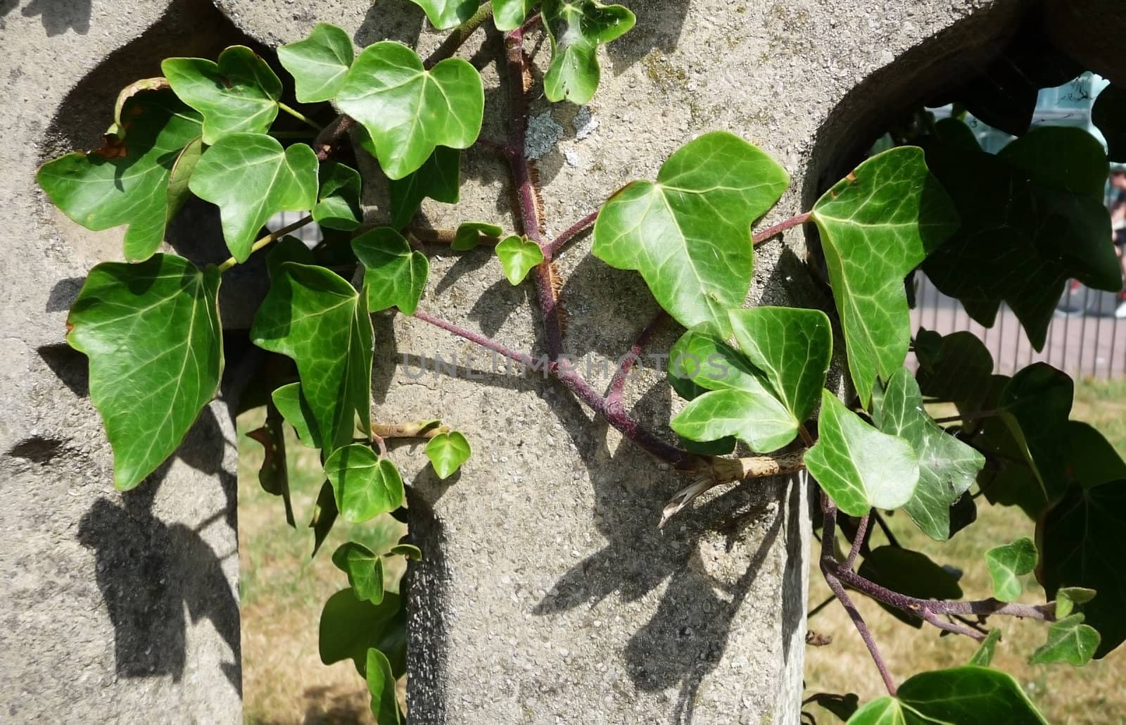 Ivy growing on some concrete.