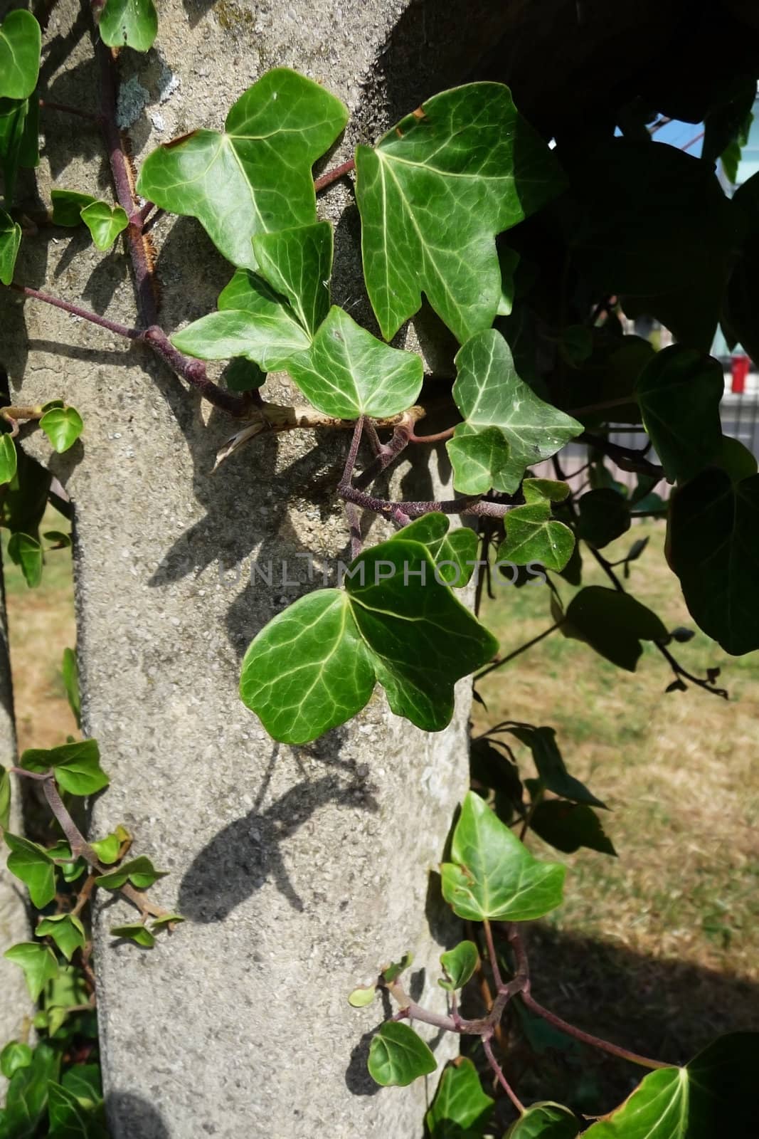 Ivy growing on some concrete.