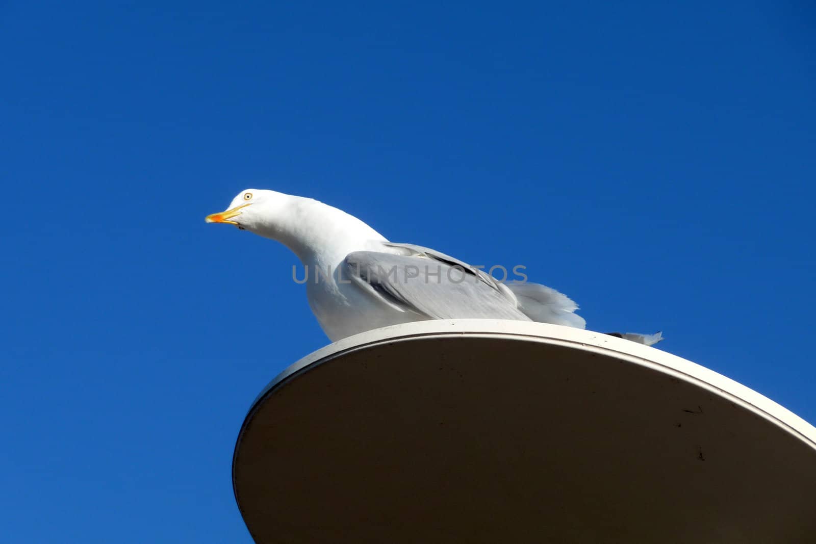 A seagull that is perched on a lamppost.