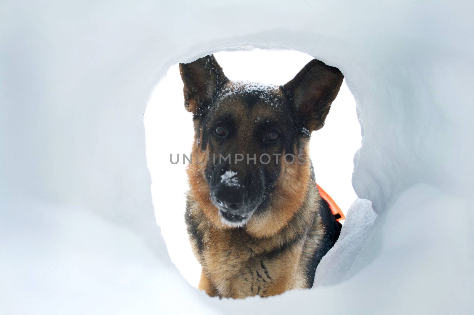 If you are buried in an avalanche, who could imagine a more welcome sight that your hero looking down a hole at you.