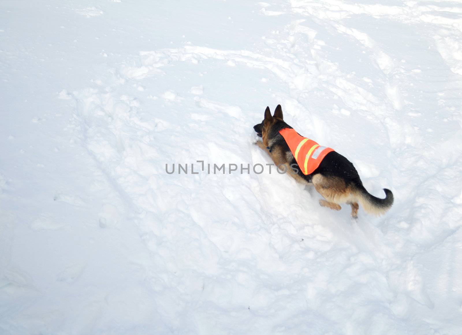 If you are buried in an avalanche, who could imagine a more welcome sight that this dog!
