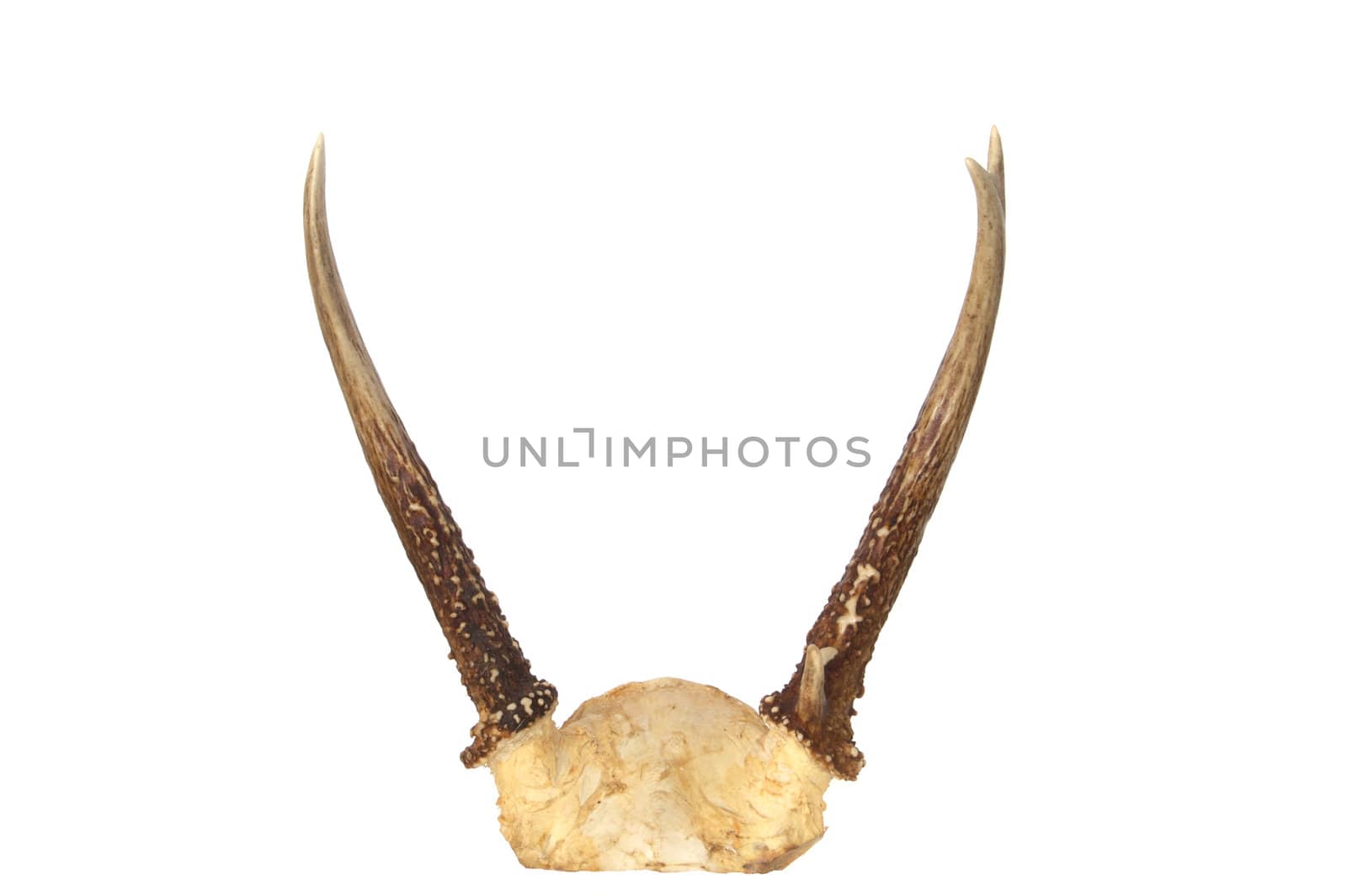 Antlers from a spike whitetail deer isolated on white