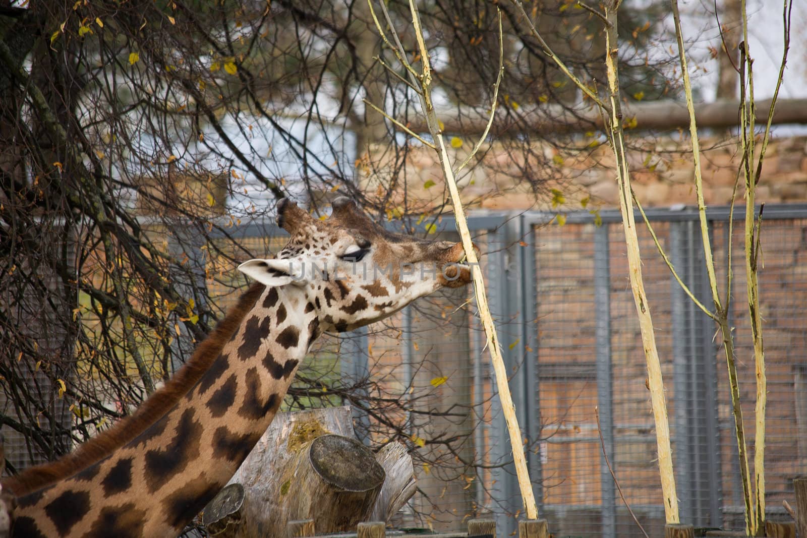 autumn Giraffe