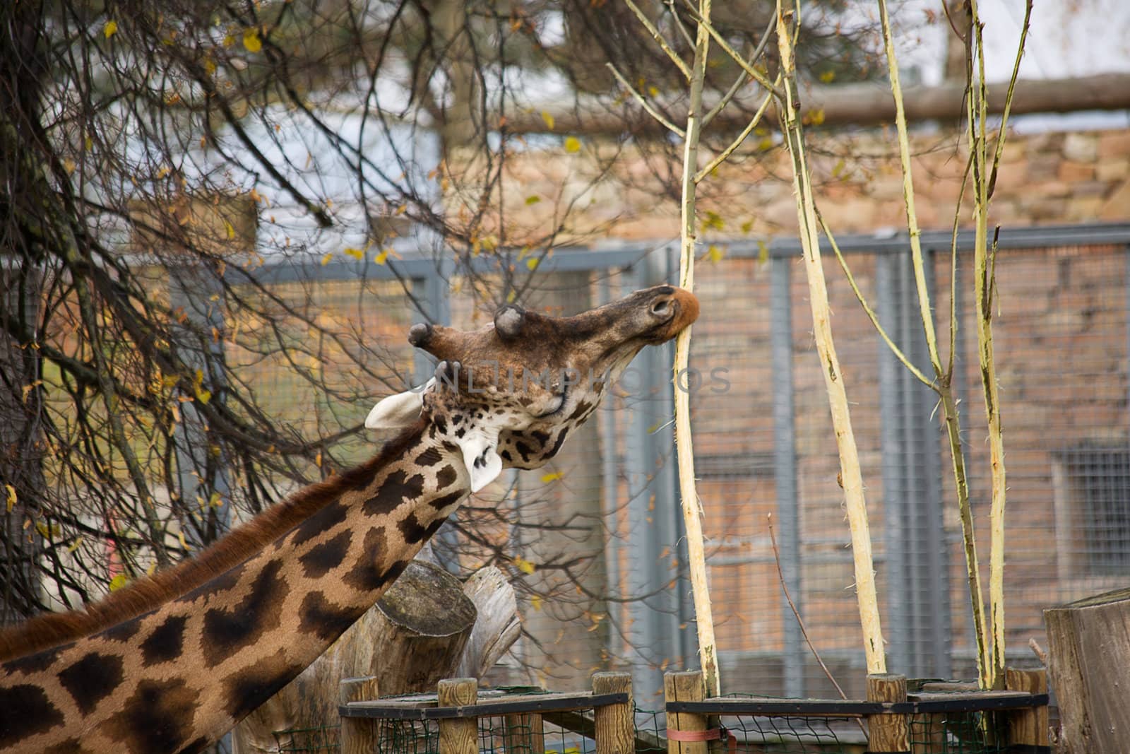 autumn Giraffe