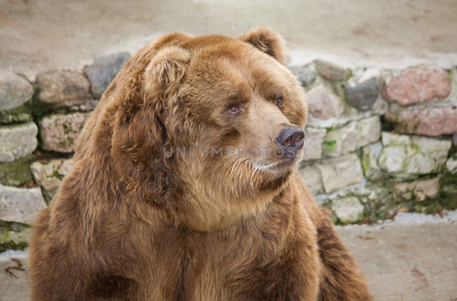 bear