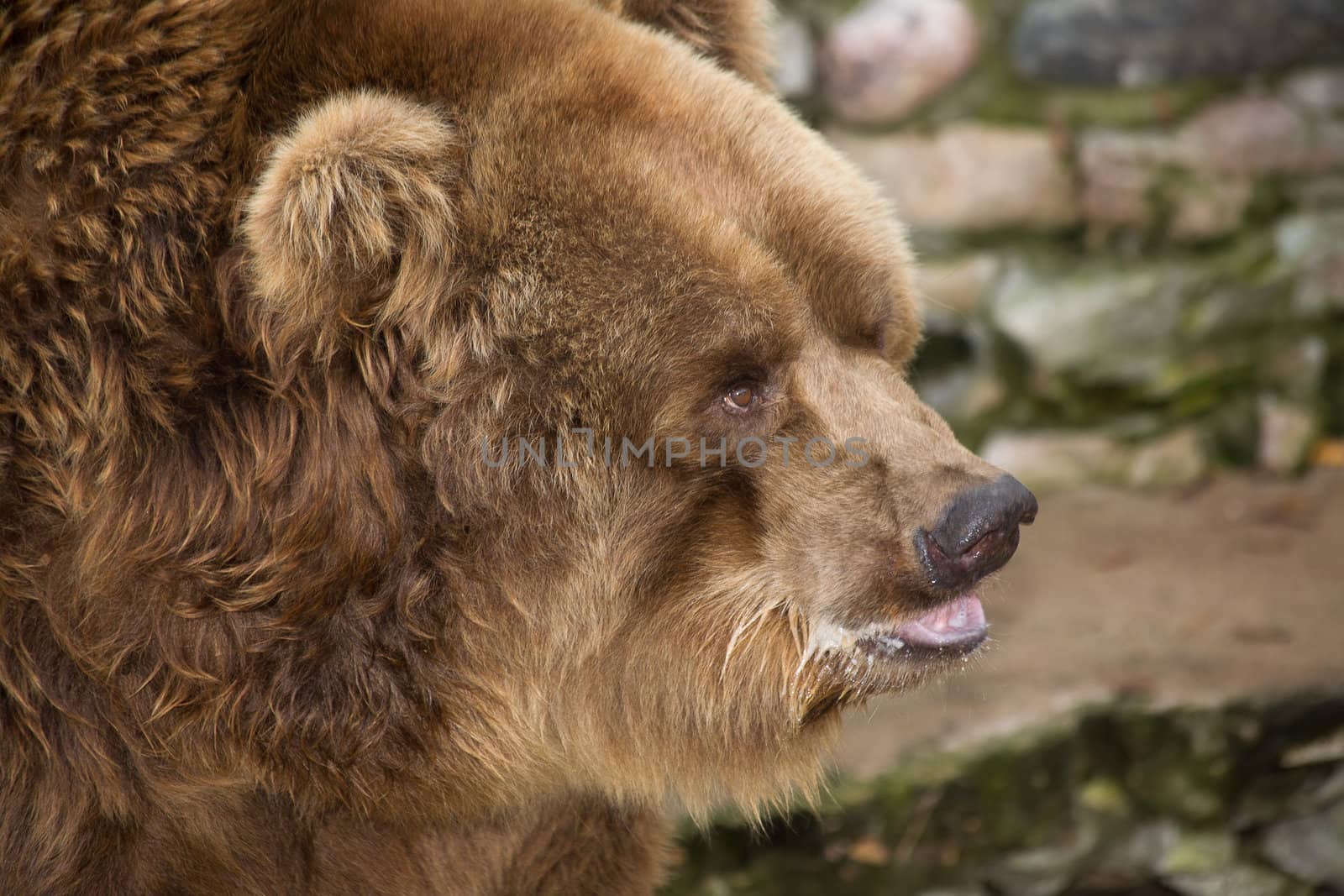 bear