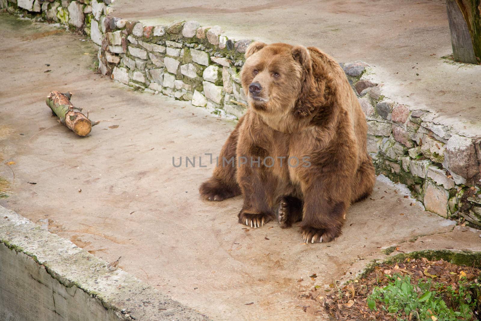 bear