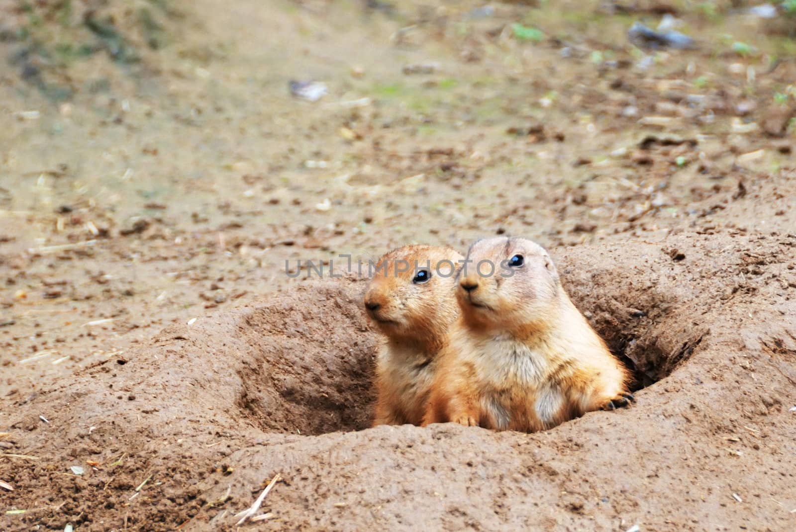 Two black-tailed prairie dogs - Cynomys ludovicianus - sticking out from a burrow.