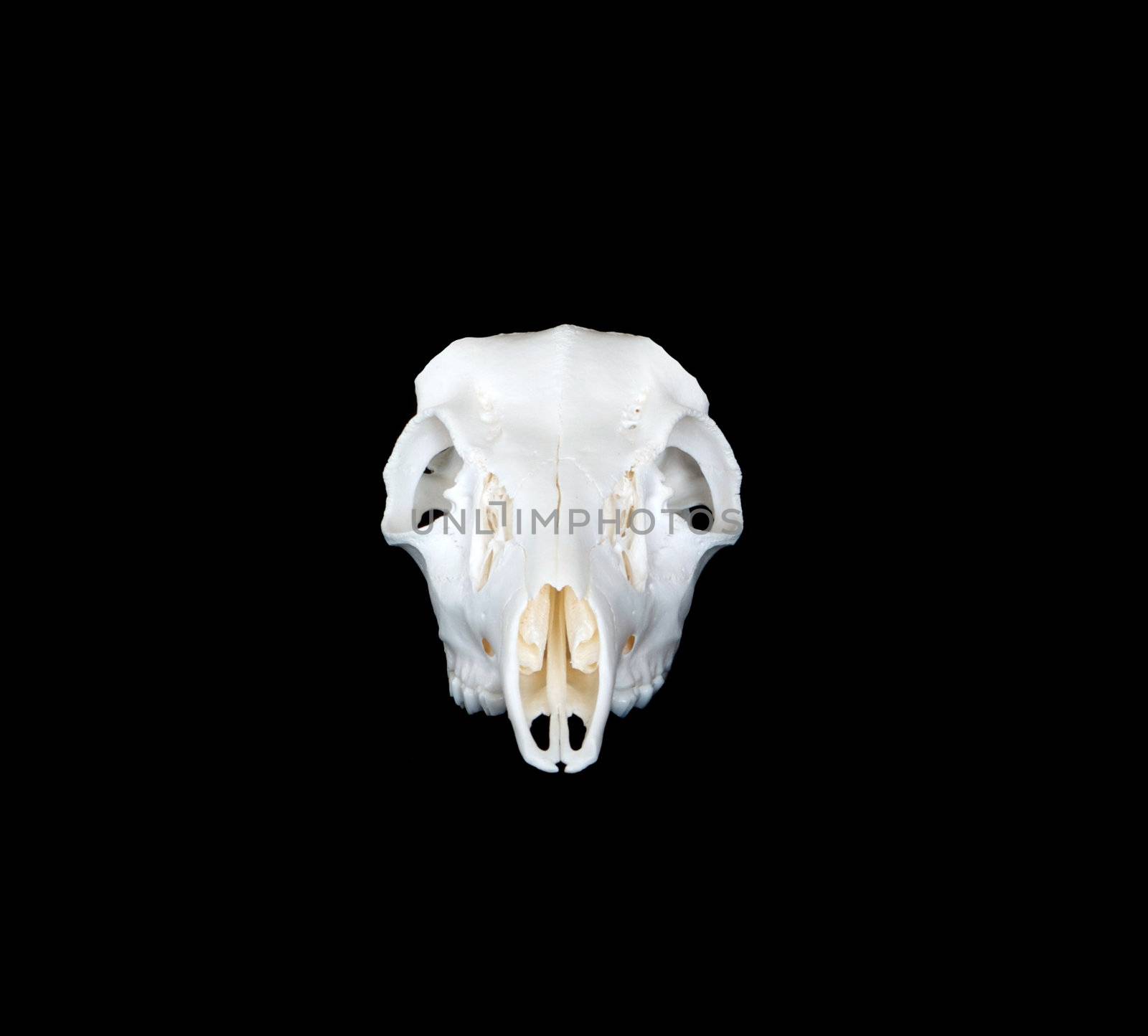 A head on view of whitetail or mule deer skull