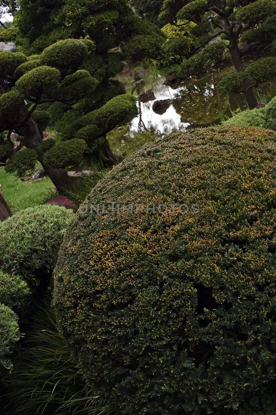 Round trees and bushes in a japanese garden