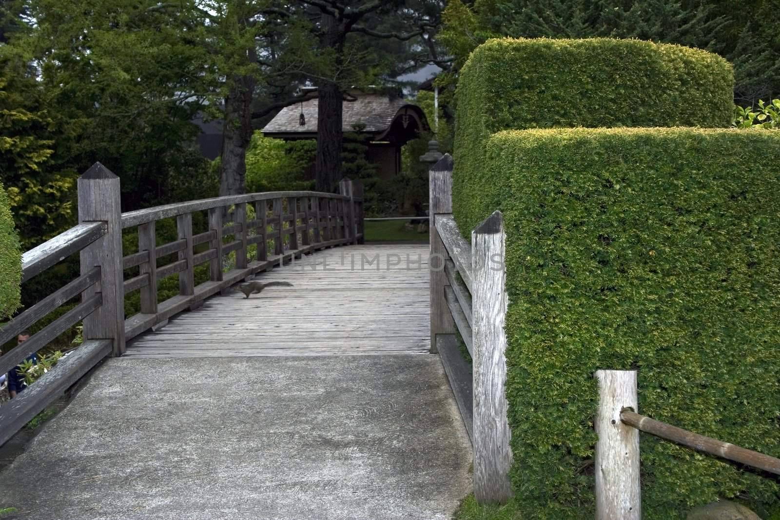 Nice wooden bridge with the running squirrel in a japanese garden