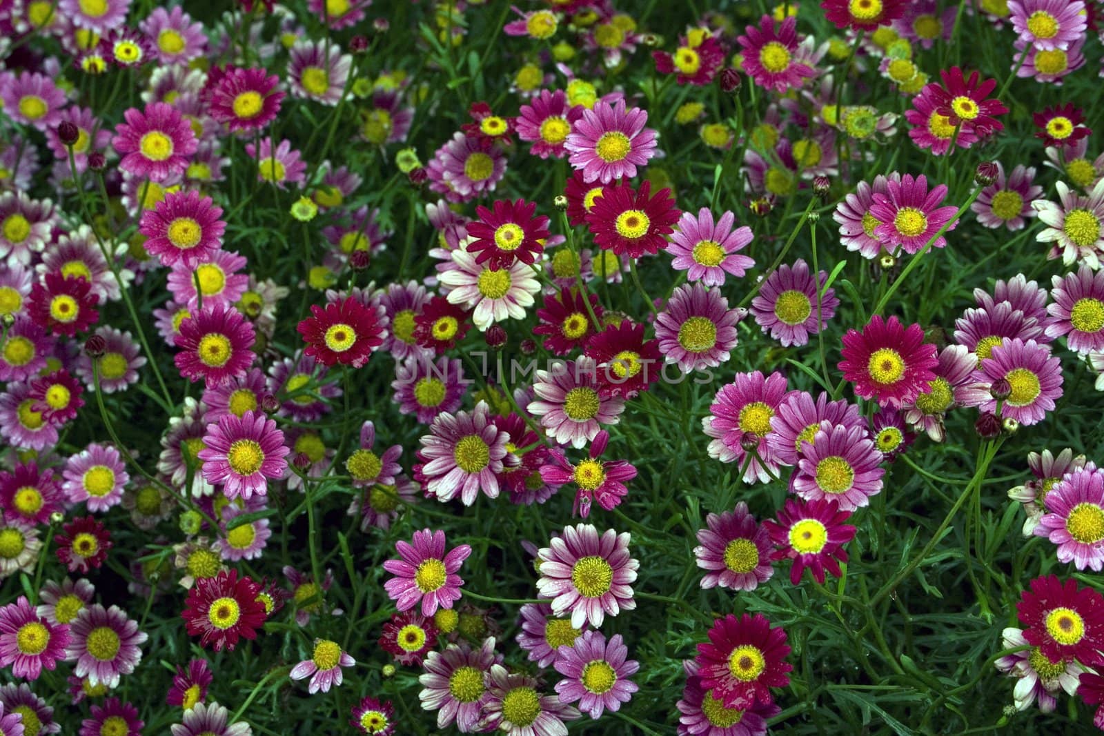 Lawn with different-coloured flowers of daisy 