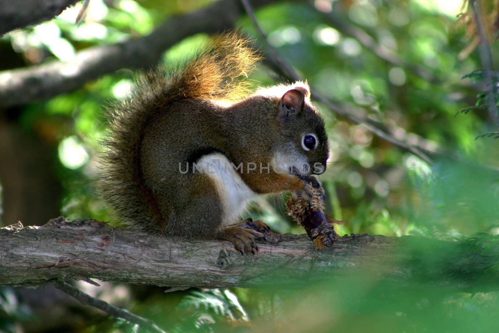 Squirrel on branch eating an acorn