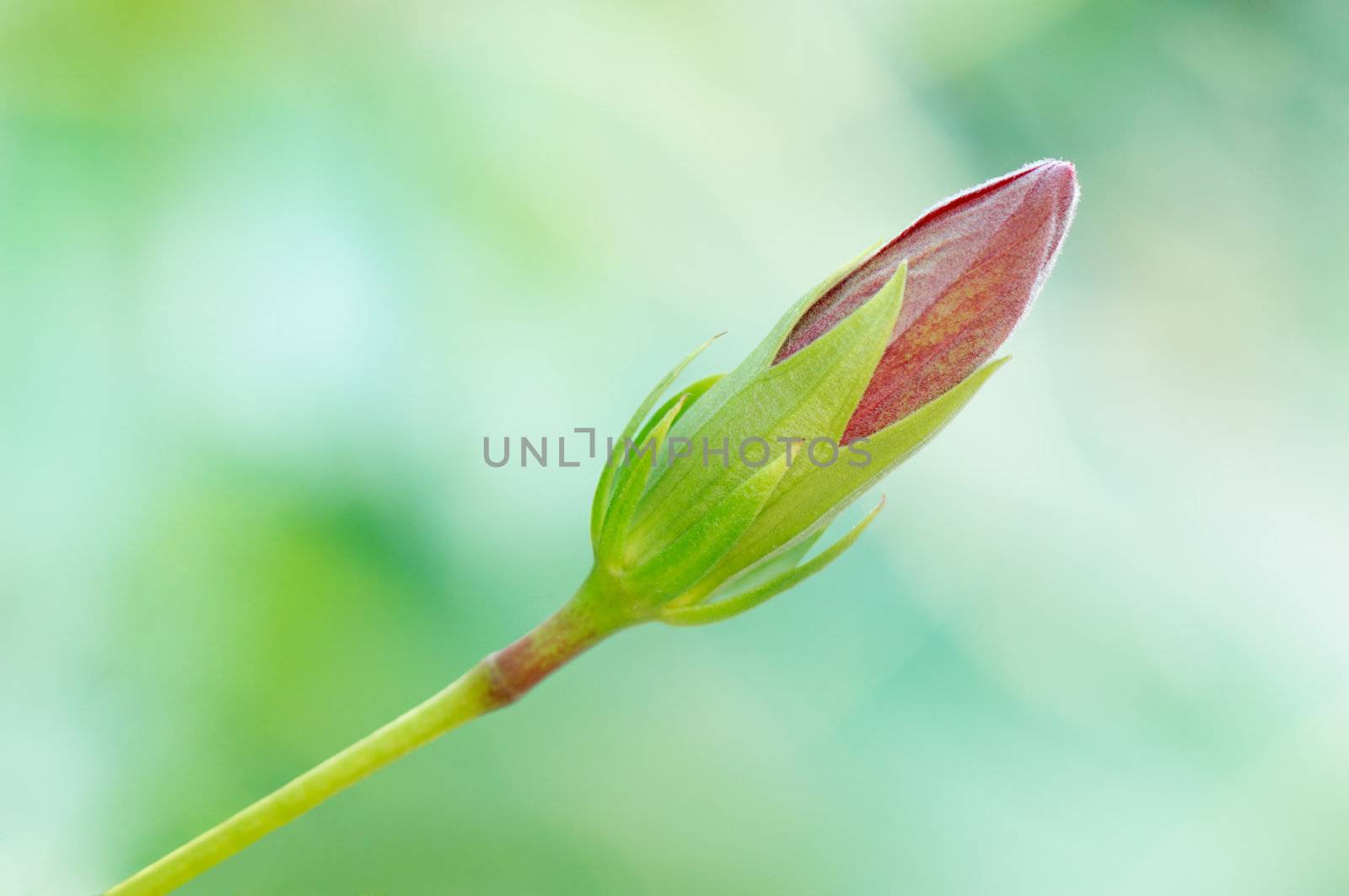 Hibiscus bud against a light colored background. Highly conceptual. Clipping path included