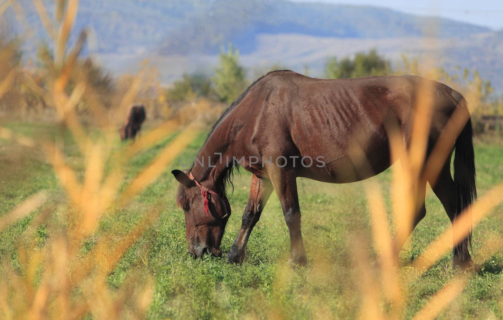 Horse grazing in an autumn field.Selective focus iis on the horse,through the out of focus bush.