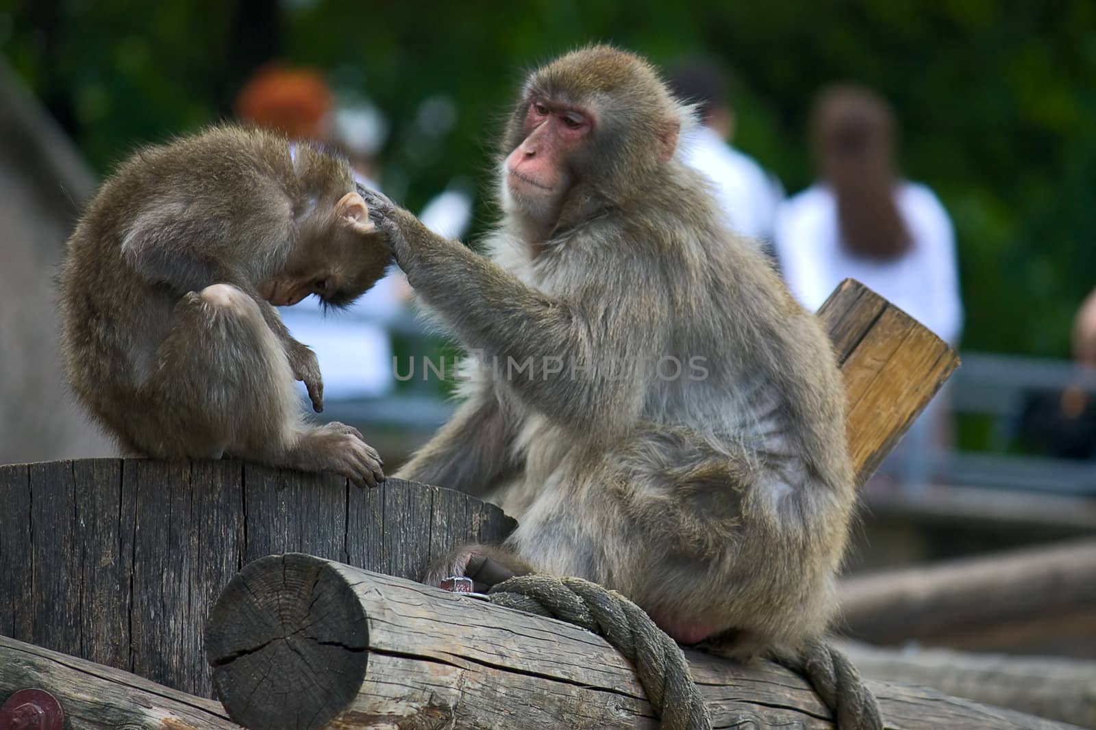 Adult and baby monkey in zoo enclosure, Russia.