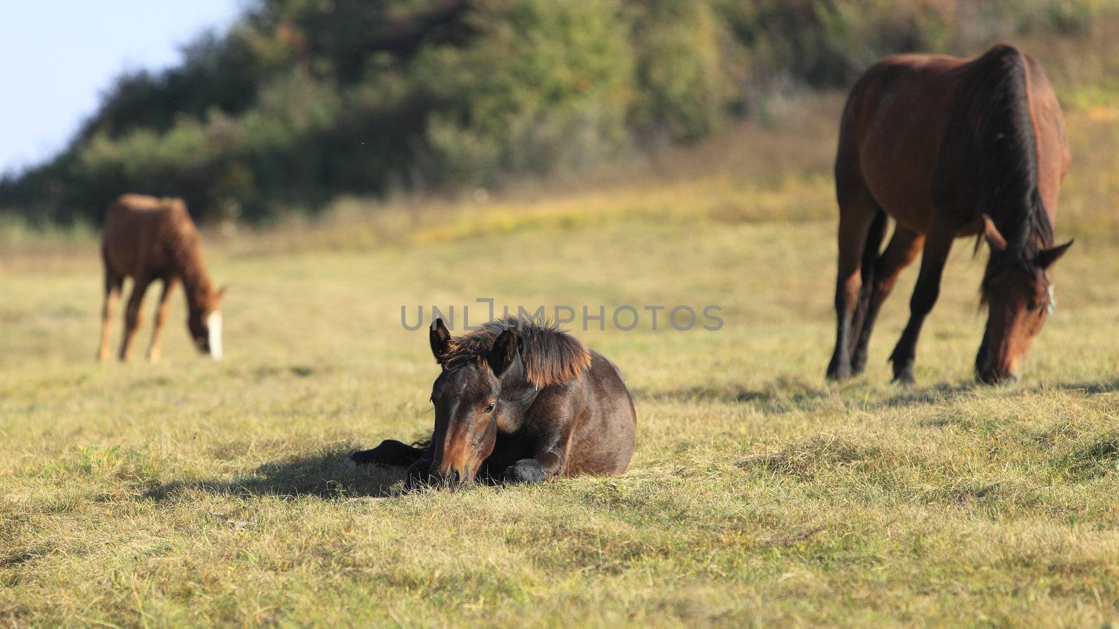 A group of horses on a field in autumn.