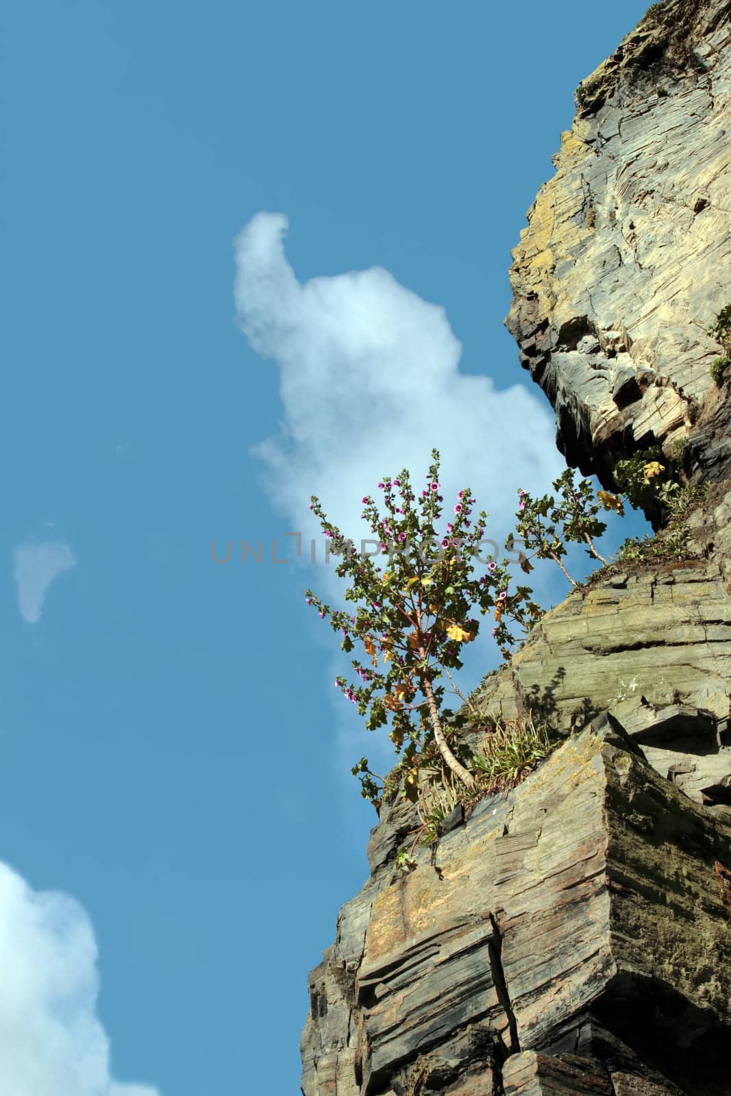 tree in cliffs on the beach in ballybunion ireland