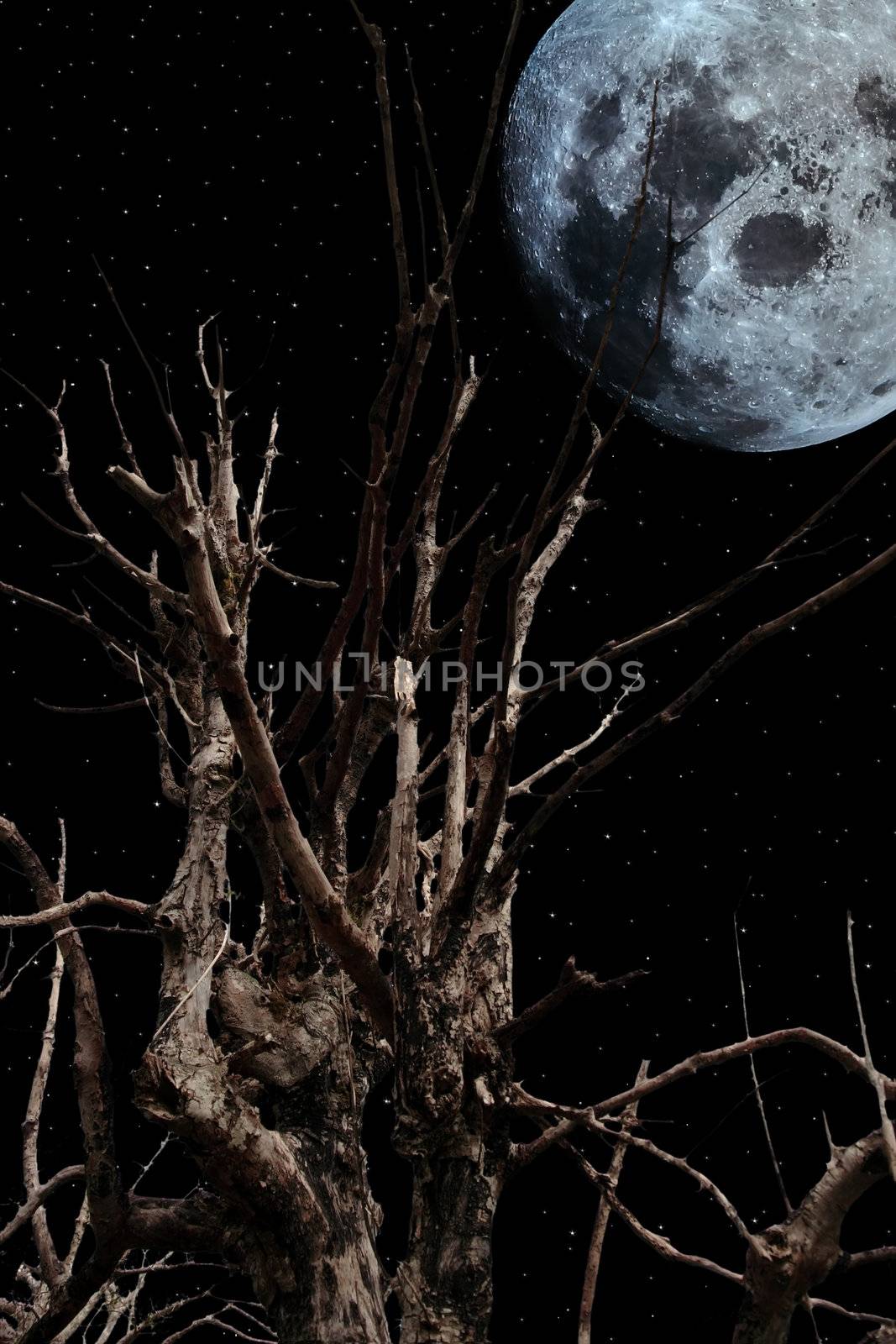 an old ancient tree with a full moon in the background