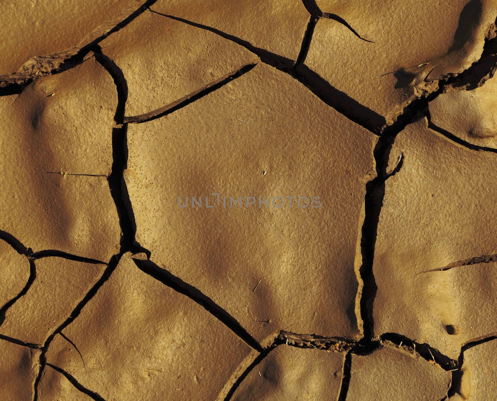 Above detail of a piece of dry cracket mud.
