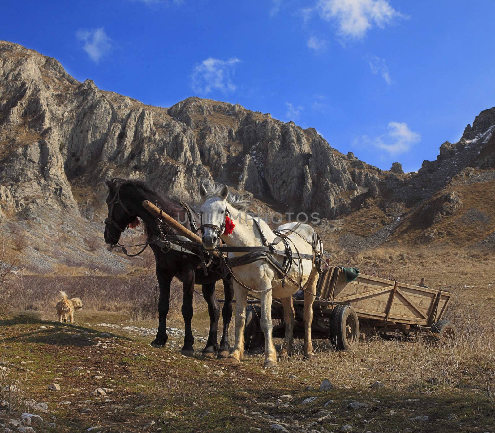 Image of  an old wagon with two horses at the foot of the Trascau mountains.