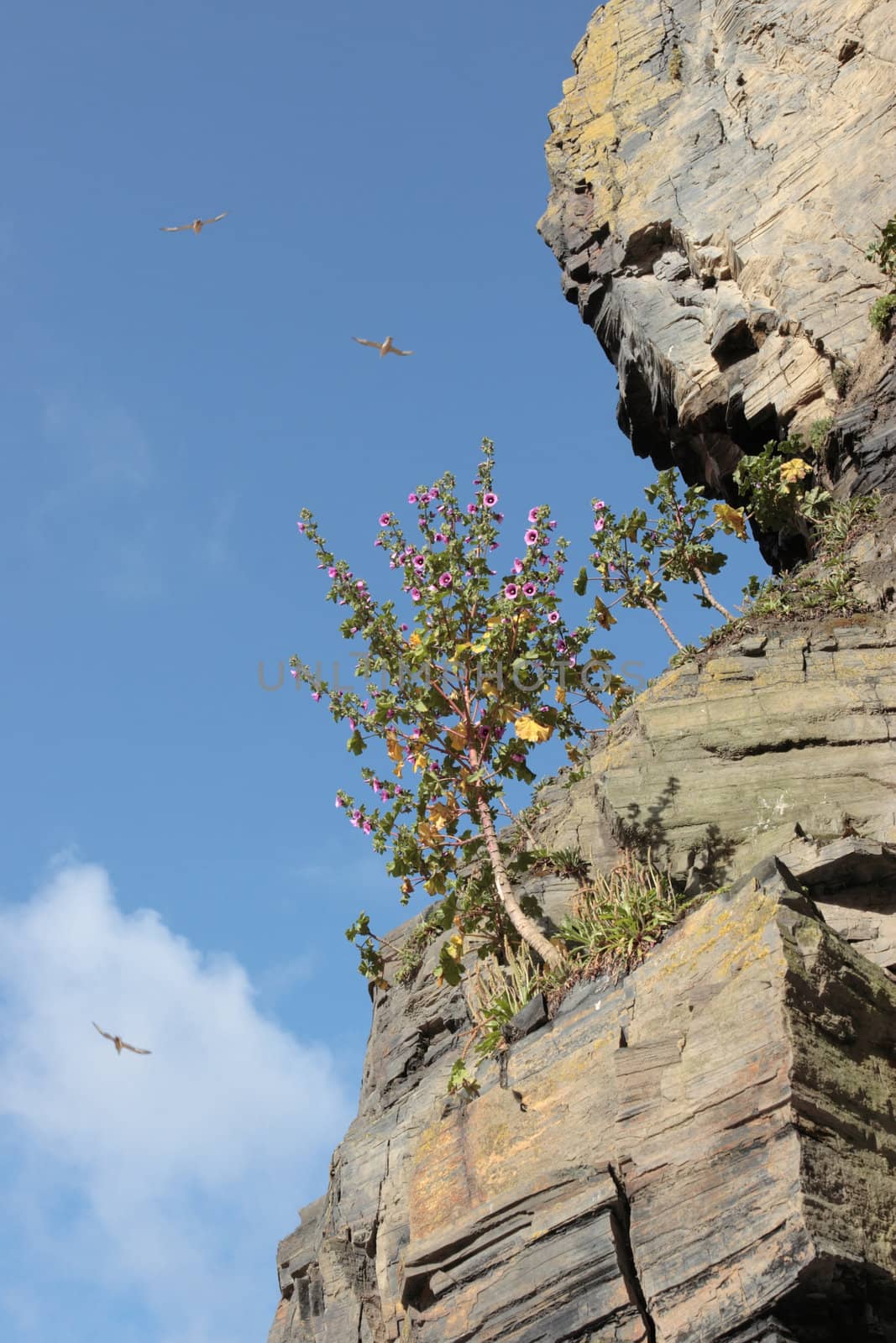 tree in cliffs on the beach in ballybunion ireland in sepia