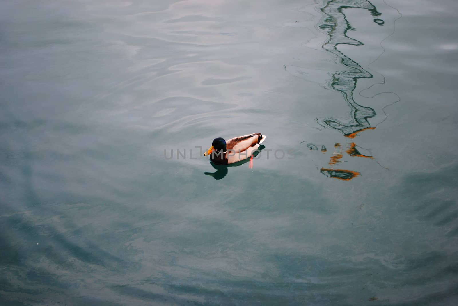A male mallard (Anas platyrhynchos) swimming in water.