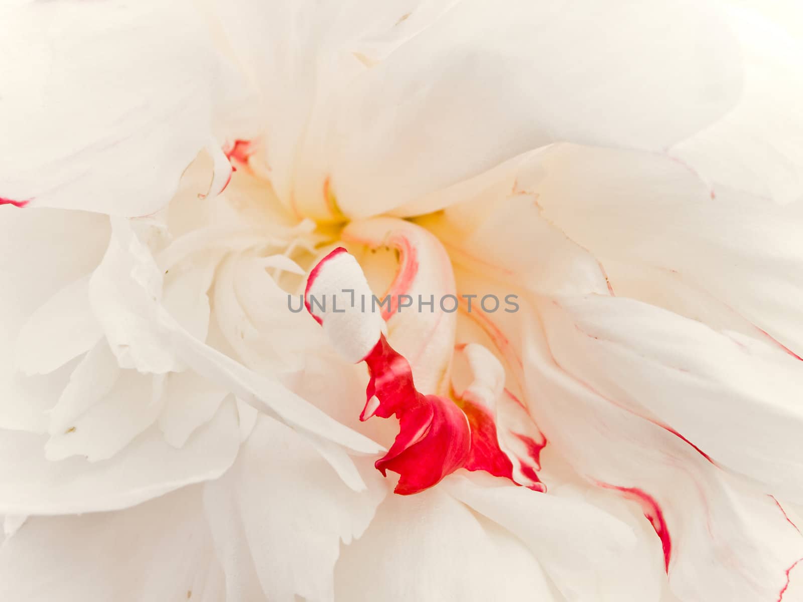 photo of the white with red peony background