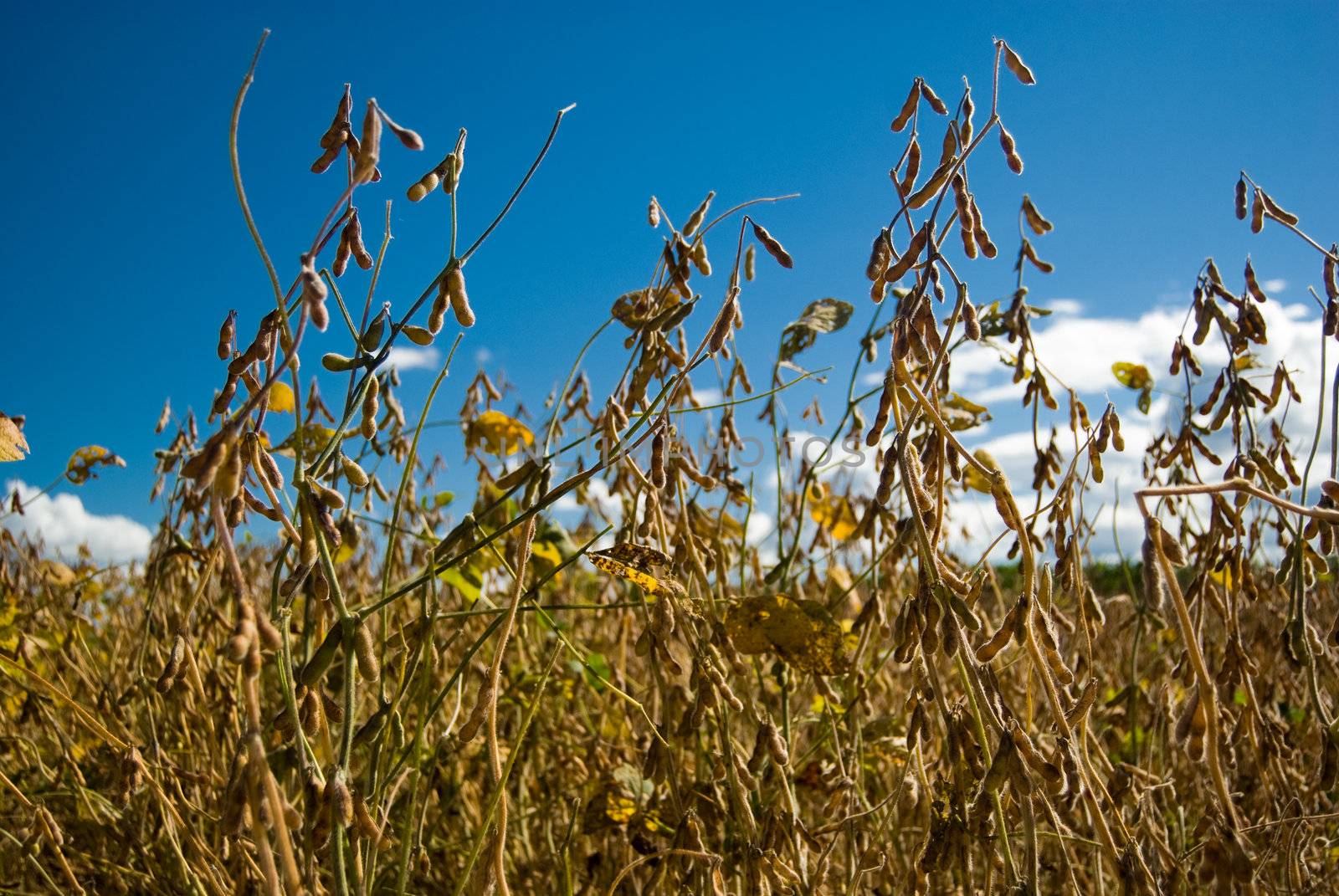 Soy is a rich grain in proteins, cultivated as food in such a way for human beings how much for animals.