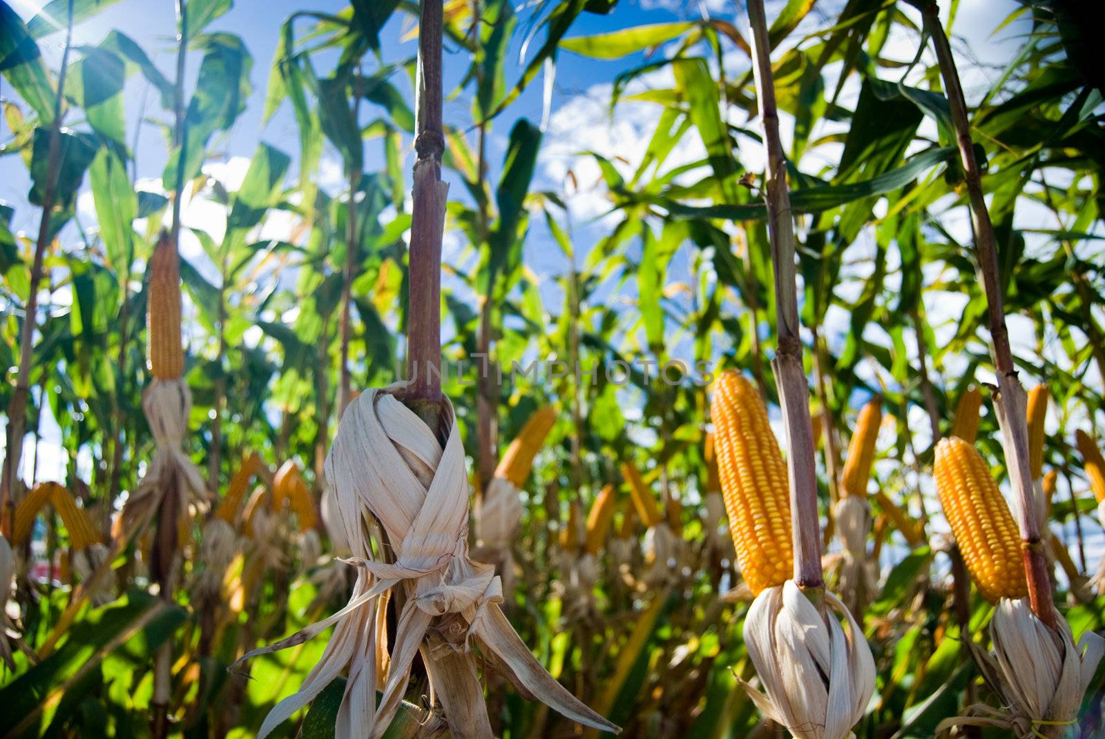 The maize is one known cultivated cereal to a large extent of the world. The maize extensively is used as human food or animal ration, had to its nutricionais qualities.