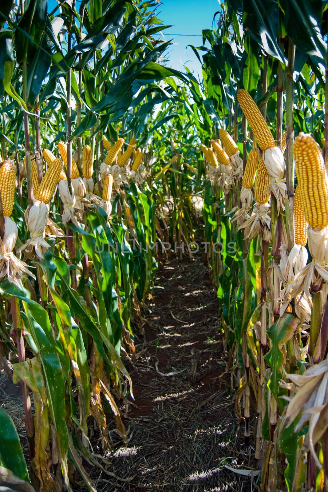 The maize is one known cultivated cereal to a large extent of the world. The maize extensively is used as human food or animal ration, had to its nutricionais qualities.