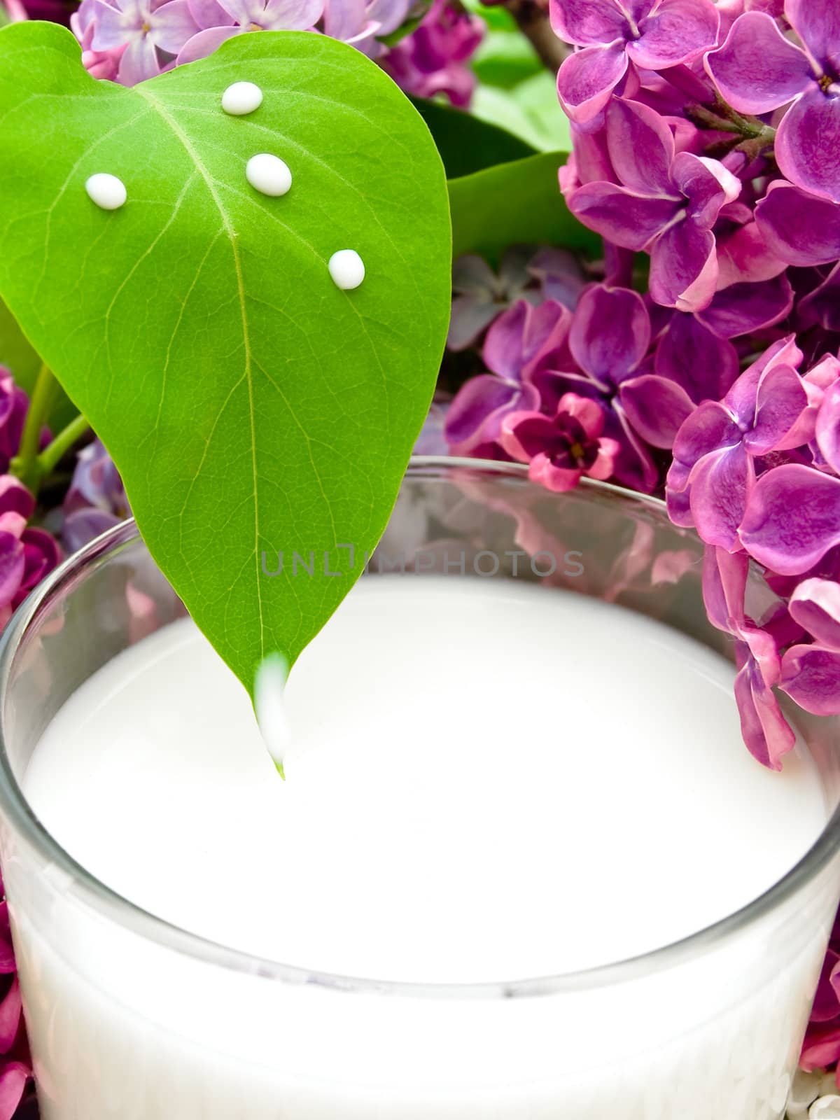 lilac flower leaf with some milk drops