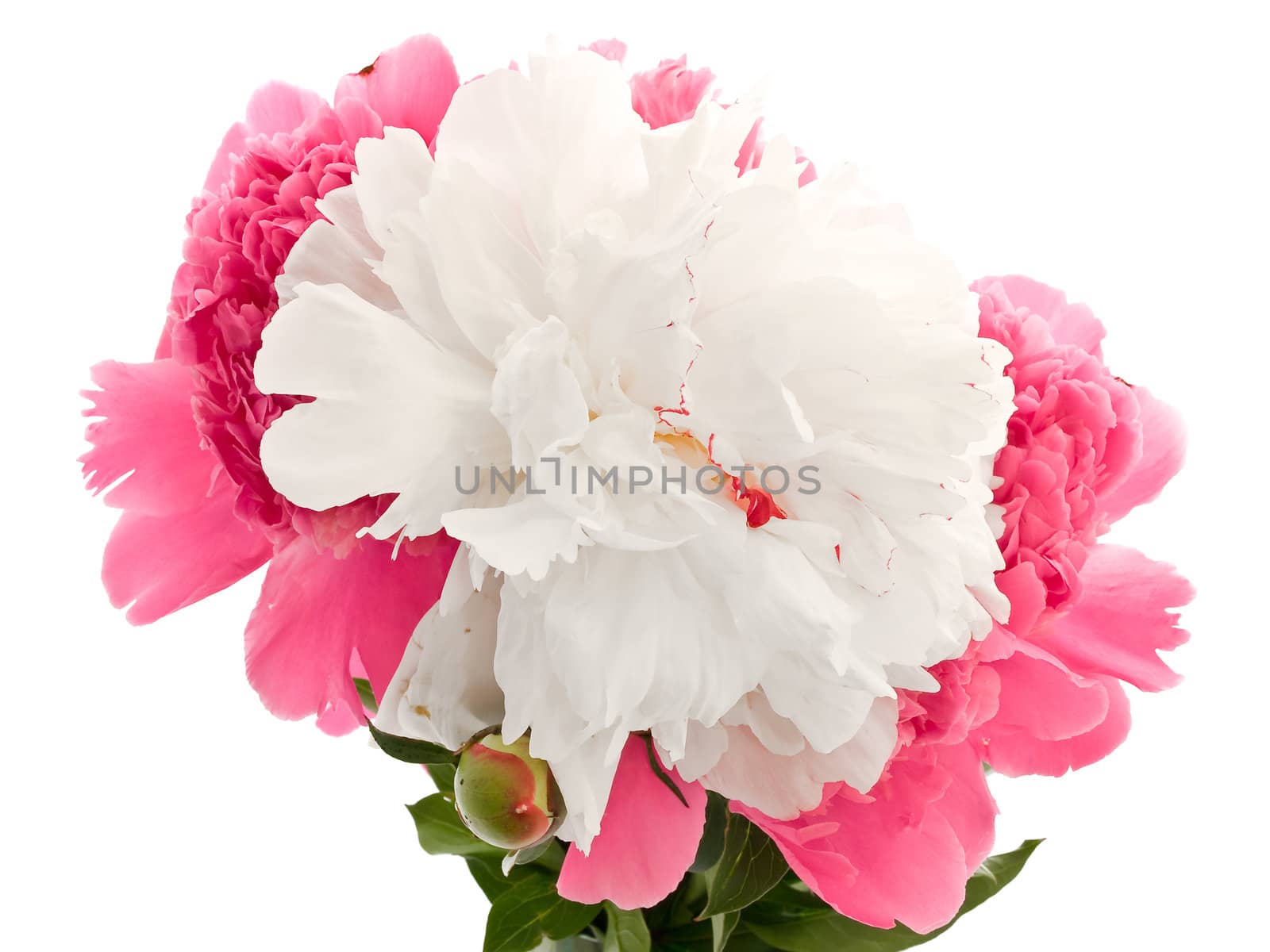 Photo of the pink and white peony against the white background