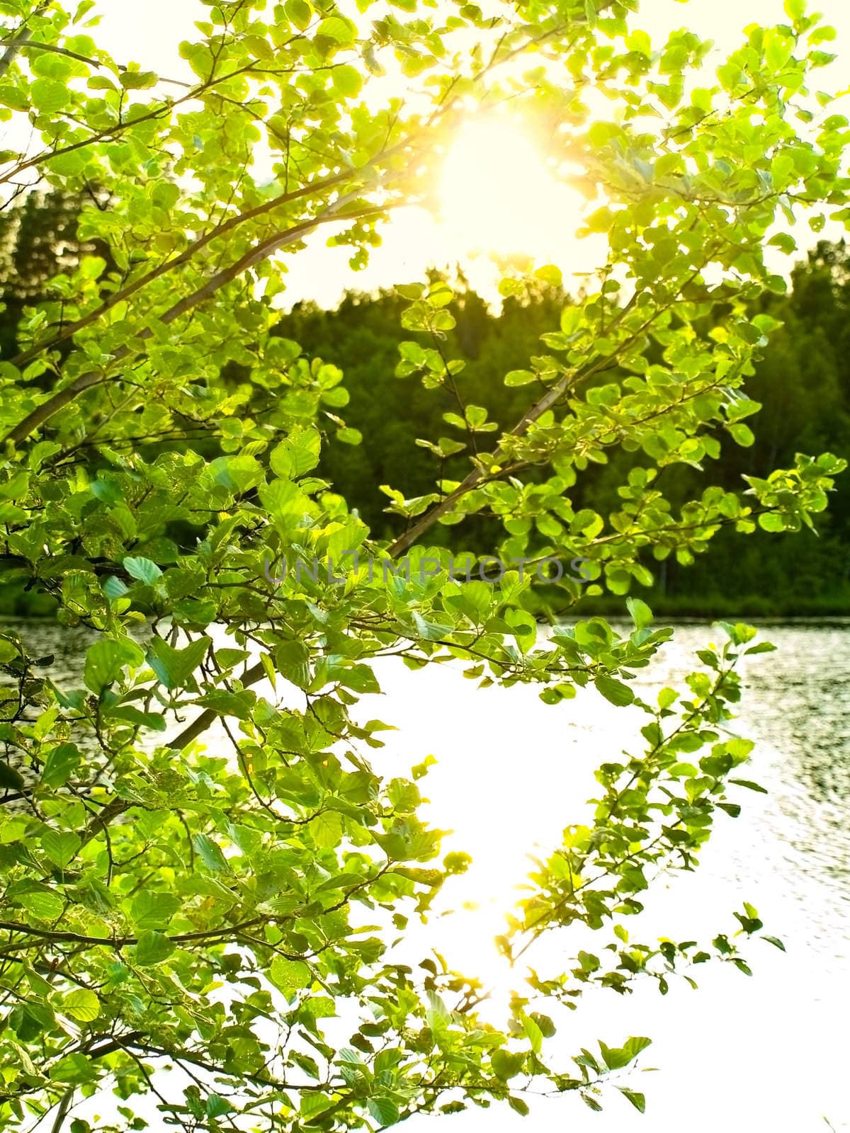 Photo of the lake and sun through green tree