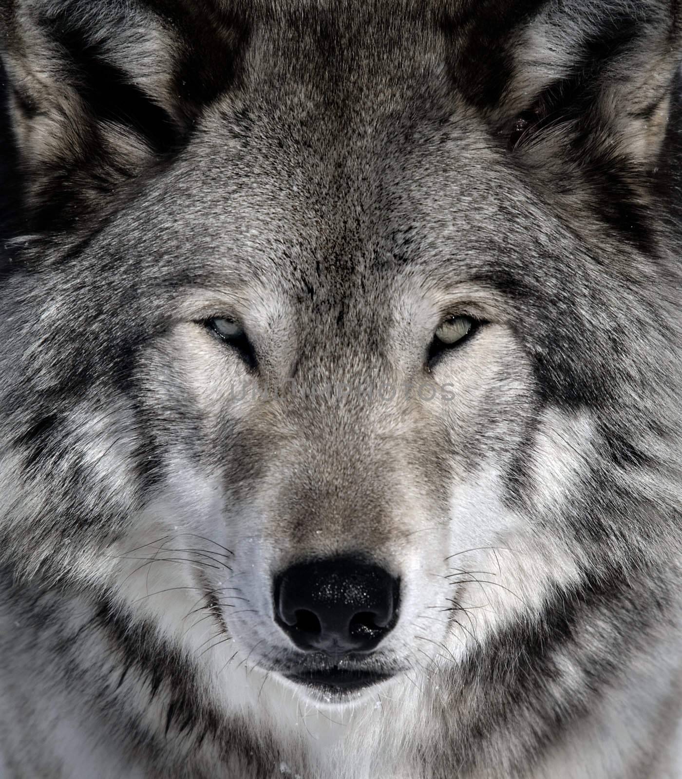 Close-up portrait of a gray wolf